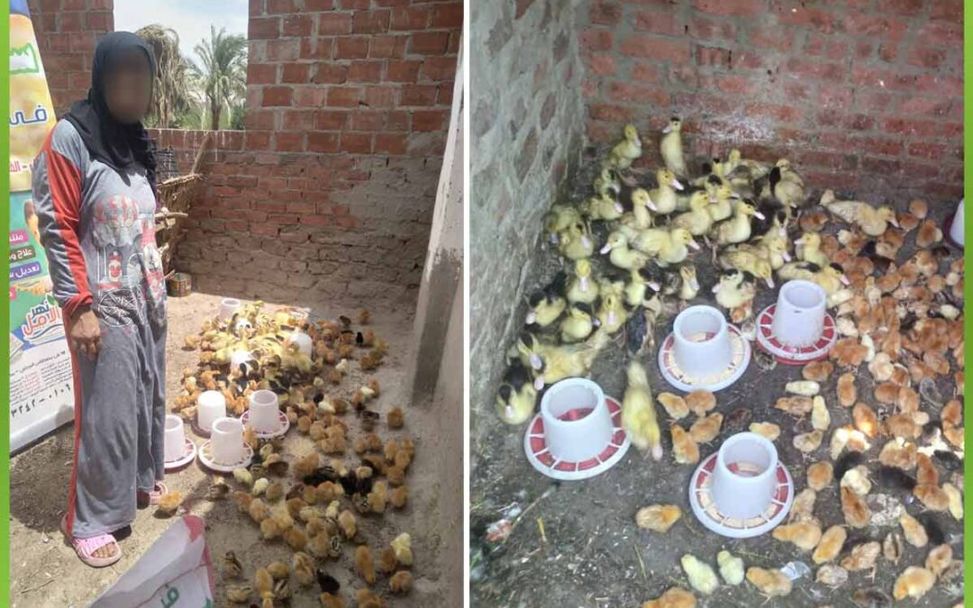 الافريقية توفر مشروع دواجن لسيدة مُعيلة