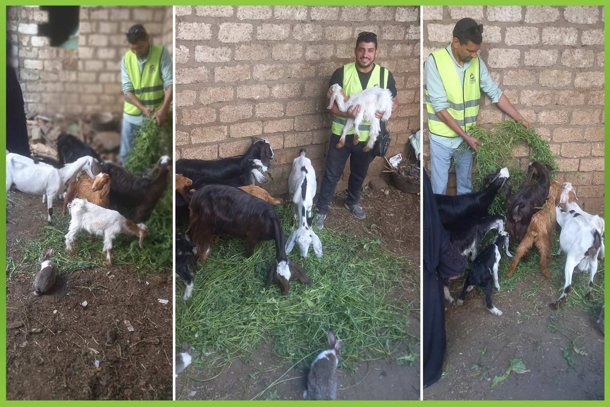 المؤسسة العربية الافريقية