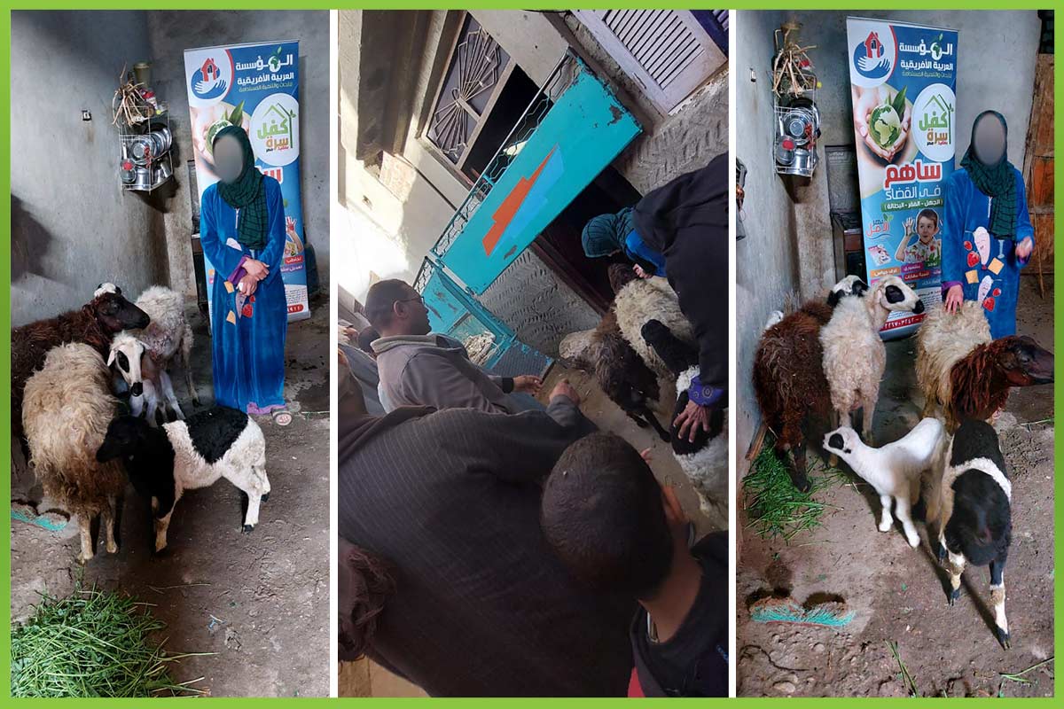 Sheep project المؤسسة العربية الافريقية